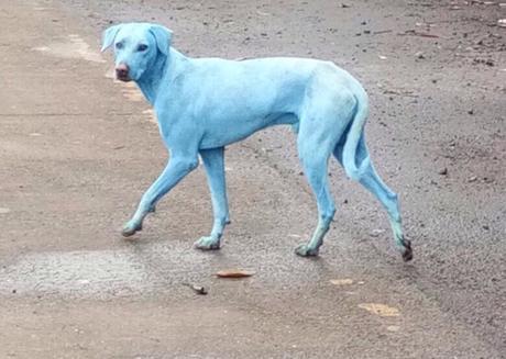Perros azules por culpa de la contaminación de los ríos