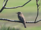 Buena migración papamoscas gris
