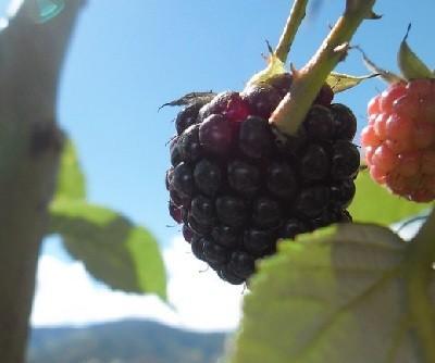 Beneficios de los blueberries
