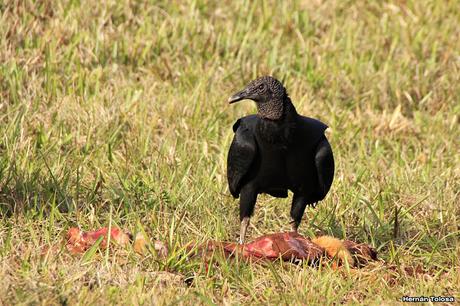 Carroñeros misioneros