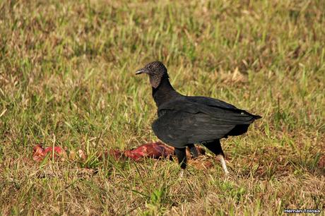 Carroñeros misioneros