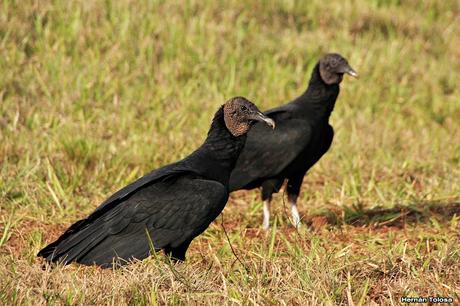 Carroñeros misioneros