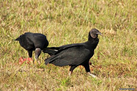 Carroñeros misioneros