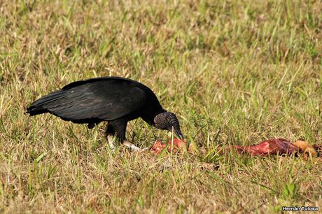 Carroñeros misioneros