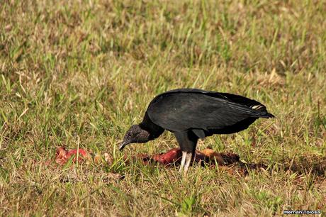 Carroñeros misioneros