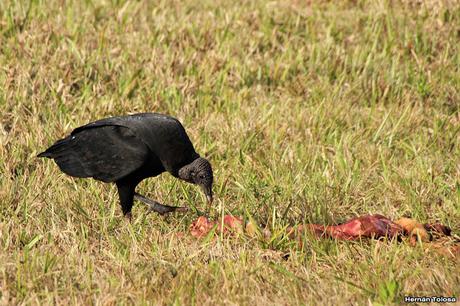 Carroñeros misioneros