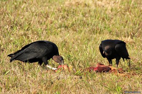 Carroñeros misioneros