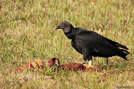 Carroñeros misioneros