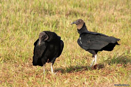 Carroñeros misioneros