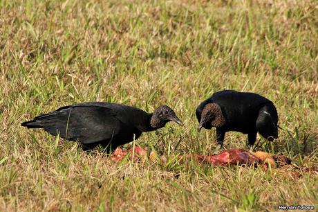 Carroñeros misioneros