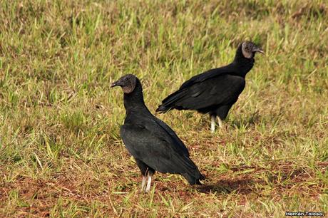 Carroñeros misioneros