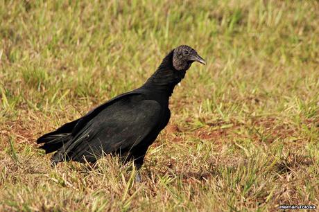 Carroñeros misioneros