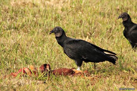Carroñeros misioneros