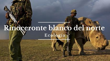 Rinoceronte blanco del norte