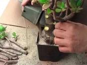 Esta Planta Podría Salvarte Vida Veces Seguramente Tienes Patio