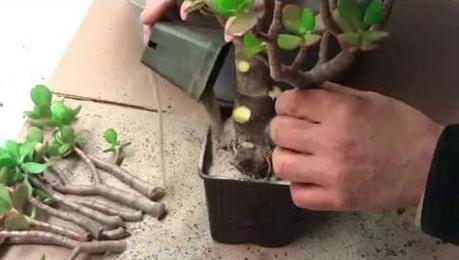 Esta Planta Podría Salvarte la Vida más de 100 Veces y Seguramente la Tienes en tu Patio