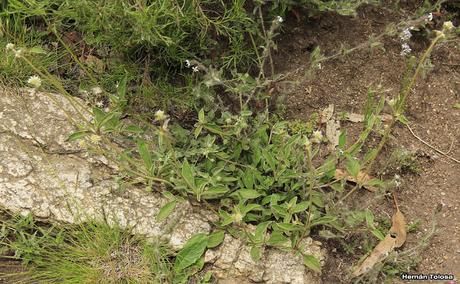 Flor de papel (Gomphrena perennis)