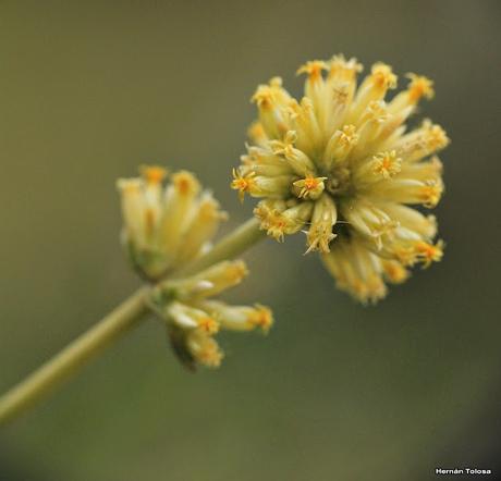 Flor de papel (Gomphrena perennis)