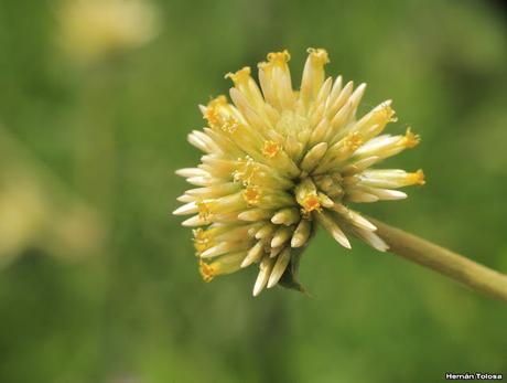 Flor de papel (Gomphrena perennis)