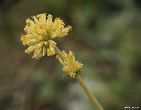 Flor de papel (Gomphrena perennis)