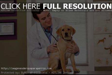 veterinario de perros