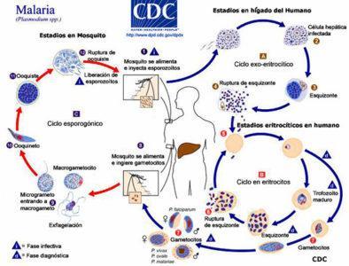 paludismo_ciclo-b UNAM fuente
