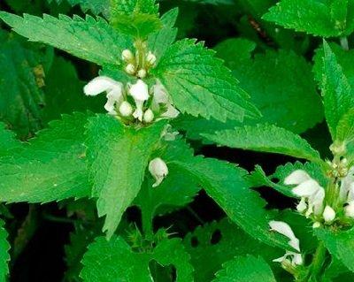 ¿Para que sirve la ortiga blanca?