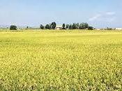 significa soñar segar.