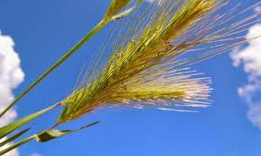 ¡No puedes perderte estas interpretaciones al soñar con espigas! ¡No puedes perderte estas interpretaciones al soñar con espigas!