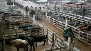 ¿Qué significado tiene soñar con un matadero? ¿Qué significado tiene soñar con un matadero?