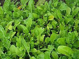 Soñar con rúcula: Todo lo que debes saber.