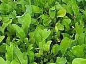 Soñar rúcula: Todo debes saber.