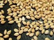 simboliza soñar sésamo.