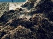 Soñar estiércol: Todo quisiste saber.