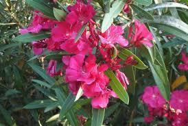 Lo que simboliza soñar con las adelfas. Lo que simboliza soñar con las adelfas.