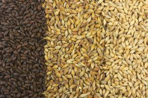 Tipos de malta base para elaborar cerveza Tipos de malta base para elaborar cerveza