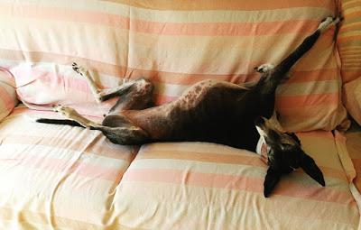 El museo de la inocencia + Vilma remolona + The National