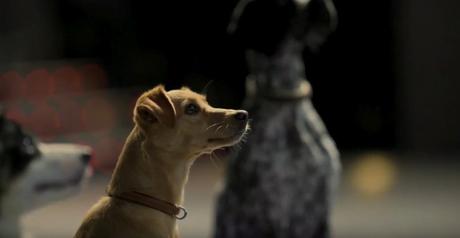 Varios perros invaden el cine en este adorable anuncio de comida para mascotas