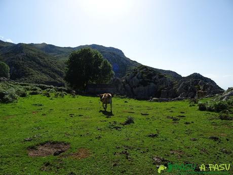 Vaca y cabañas en los Invernales de Portudera