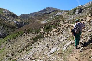LA TRADICION TRASHUMANTE, EL MASTIN ESPAÑOL