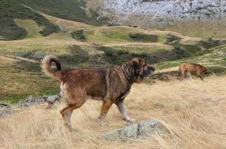 LA TRADICION TRASHUMANTE, EL MASTIN ESPAÑOL