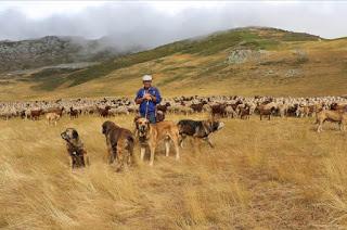LA TRADICION TRASHUMANTE, EL MASTIN ESPAÑOL