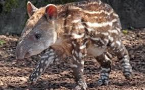¿Qué significado tiene soñar con un tapir?