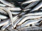 Pescados pequeños, sabor gran cantidad nutrientes