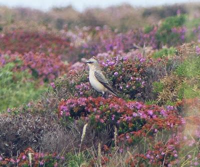 Un río migratorio rumbo al sur
