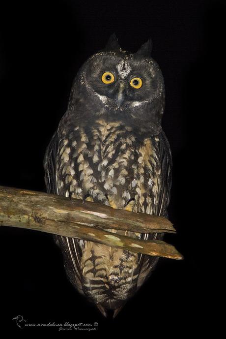 Lechuzón Negruzco (Stygian Owl) Asio stygius (Wagler, 1832)