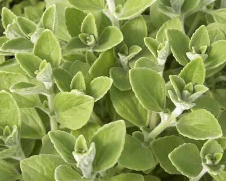 ESTUDIO: HUMO DE ORÉGANO PARA COMBATIR VARROA.