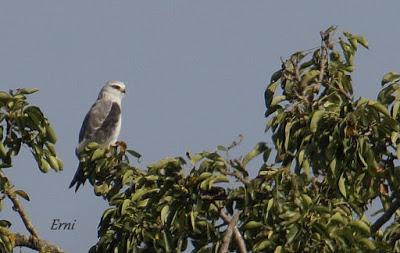 A LA SOMBRA DEL ELANIO (Aves colaterales)