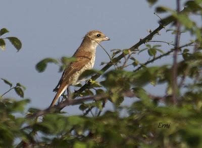 A LA SOMBRA DEL ELANIO (Aves colaterales)