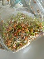 ENSALADA DE GERMINADOS DE LENTEJAS